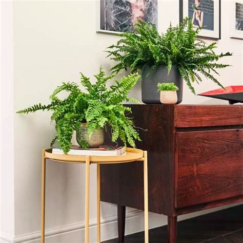 The best desk plants – 8 plants for your home office | Livingetc