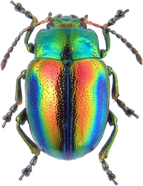 #beetle #rainbow #bug #insect #interesting #freetoedit #scbeetles # ...