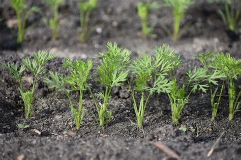 Why Are My Carrot Seeds Not Germinating? - Gardening Channel