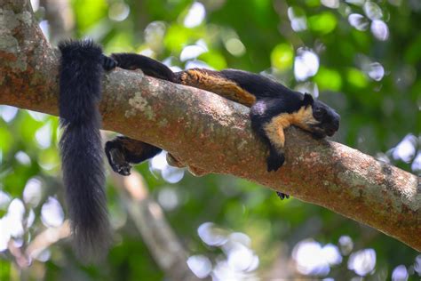 Black giant squirrel (Ratufa bicolor)