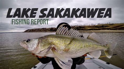 Lake Sakakawea (ND) Fishing Report – Josh Johnson AnglingBuzz