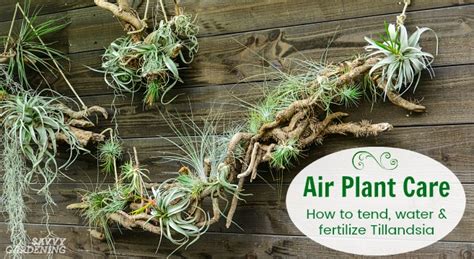 Air Plant Care: How to Tend, Fertilize, and Water Tillandsia