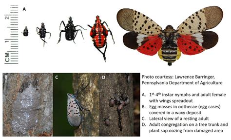 Has the spotted lanternfly crossed the Susquehanna River? - pennlive.com