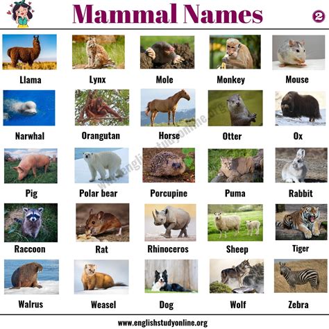 50+ Popular Mammal Names with Examples and ESL Pictures