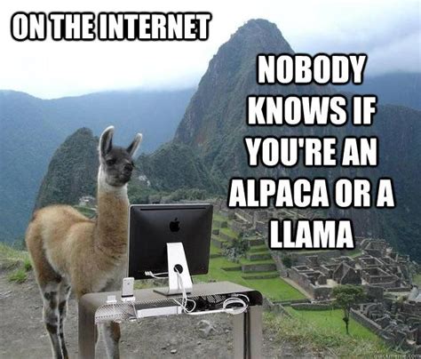 on the internet nobody knows if you're an alpaca or a llama | Llama ...