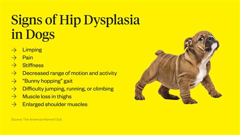 What Can I Do For My Dogs Hip Dysplasia