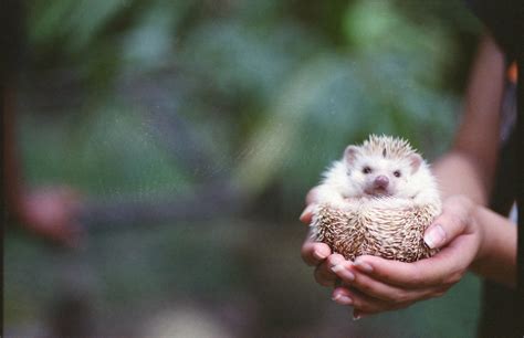 How to Care for a Pet African Pygmy Hedgehog