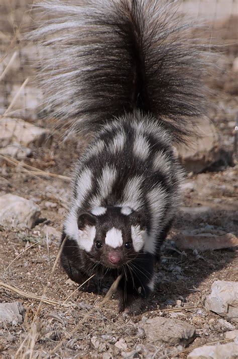 Eastern Spotted Skunk - State of Tennessee, Wildlife Resources Agency