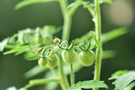 14 Common Problems with Cherry Tomato Plants: Prevention, Treatment ...