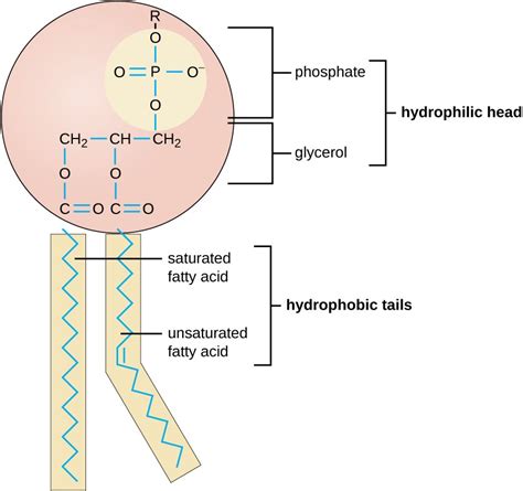 Where Are Phospholipids Found In The Body