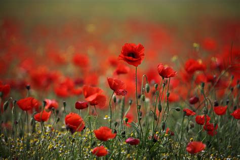 Field of Poppies Wallpaper (50+ images)