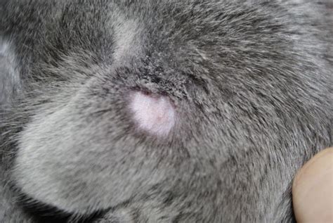 Ringworm in cats - pictures, symptoms, treatment and prevention