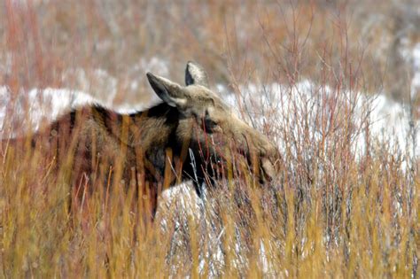 Moose - Alces americanus - NatureWorks