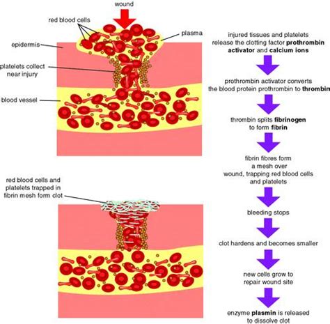 MOZAC BIOLOGY DEPARTMENT: BLOOD CLOTTING MECHANISM (FLOW CHART)