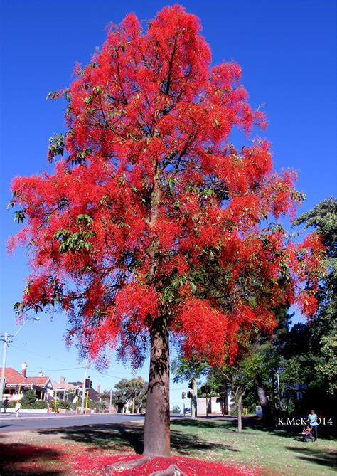 Philippine Fire Tree