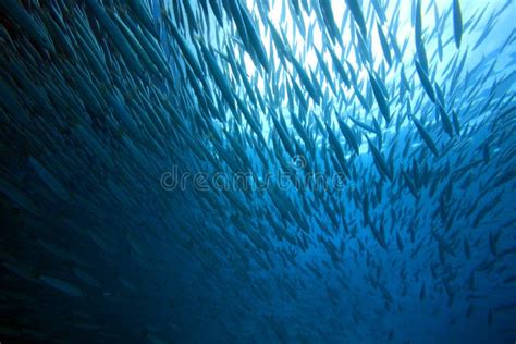 Diving in the Red Sea stock photo. Image of life, egypt - 20565880