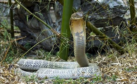 King Cobra Habitat