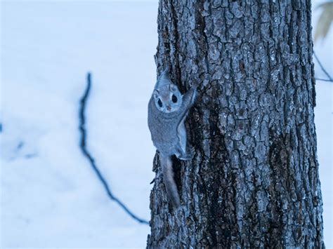 How to find a wild Hokkaido momonga flying squirrel | HokkaidoWilds.org