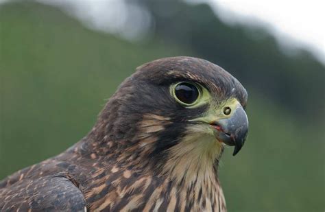 New Zealand falcon/kārearea: New Zealand native land birds