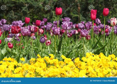 Flower garden with tulip stock photo. Image of green - 19475410