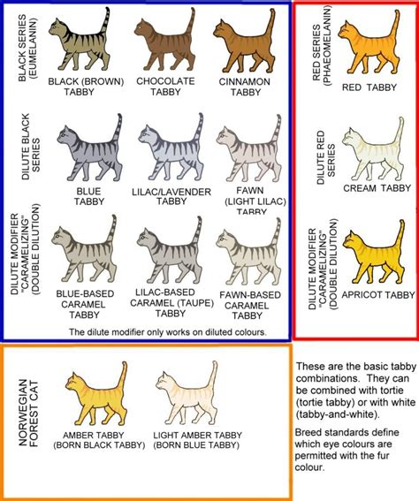 Tabby Cats and Their Patterns - PetsWeekly.com