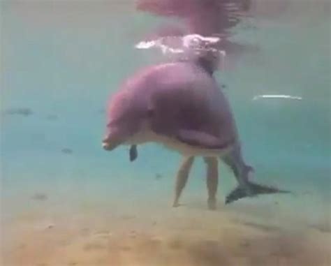 Watch incredible moment of dolphin giving birth in the sea