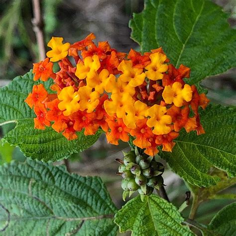 Lantana camara L. | Colombian Plants made accessible