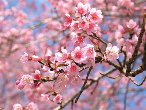 How to grow a flowering cherry tree | lovethegarden