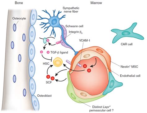 Health>Mind+Body: Schwann cells