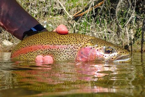 Catching Rainbow Trout - Fishmasters.com