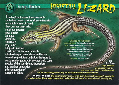 Whiptail Lizard | Weird n' Wild Creatures Wiki | FANDOM powered by Wikia