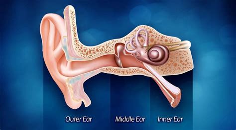 Functional anatomy of the ear practice questions - Lasigplus