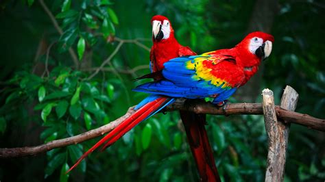 Exotic species in the Amazon rainforest – birds - CGTN