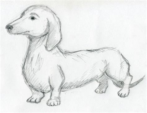 Dog Sketches For Inspiration