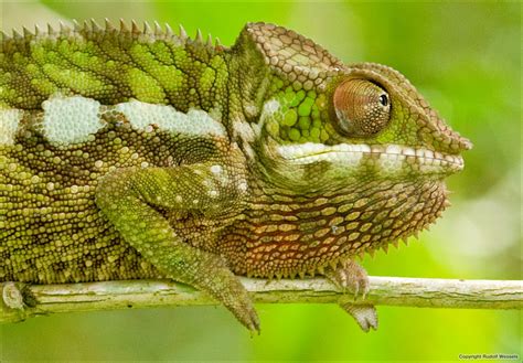 Help with identification of Chameleon species from Uganda | Chameleon ...