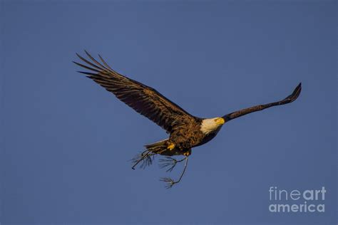 Bald Eagle nesting Photograph by Barbara Bowen - Pixels