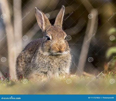 A Kit, or baby Rabbit. stock photo. Image of furry, nature - 111727832