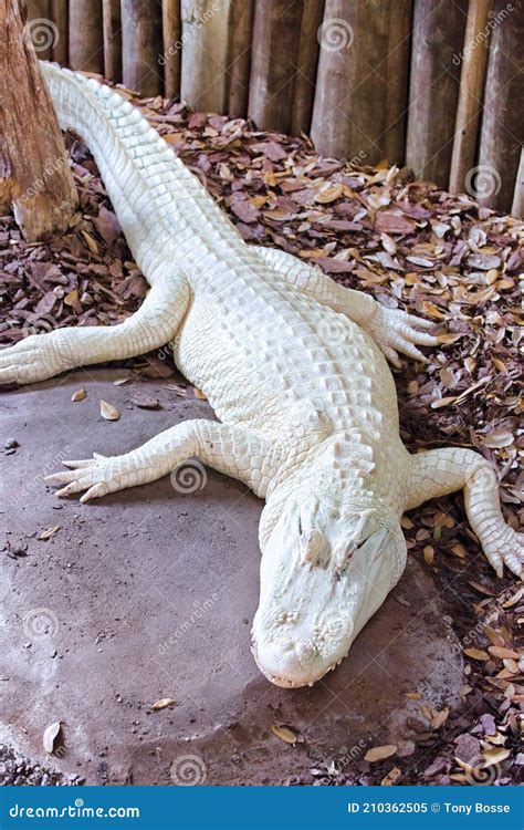 Albino Alligator Gar Or Atractosteus Spatula, Aligator Platinum Fish ...