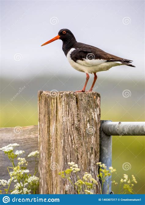 Pied Oystercatcher in Breeding Habitat Stock Image - Image of ...