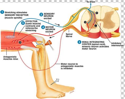 Reflex Arc Stretch Reflex Patellar Reflex Anatomy PNG, Clipart, Angle ...