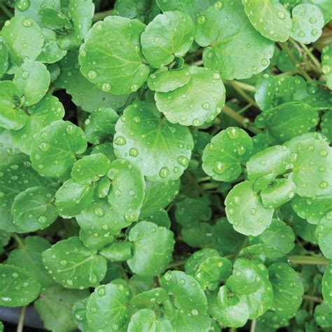 Watercress | Nutritional Benefits, Health Benefits & Medicinal Uses ...