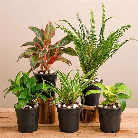 Buy Natural Air Purifier Plants for Summer Cooling online from ...