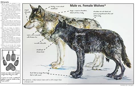 Yellowstone Wolf Facts (U.S. National Park Service)