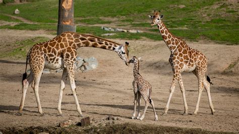 From a wet and wobbly start, newborn giraffe joins San Diego Zoo Safari ...