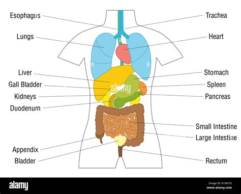 37+ Anatomy Diagram Organs - NouhadSophia