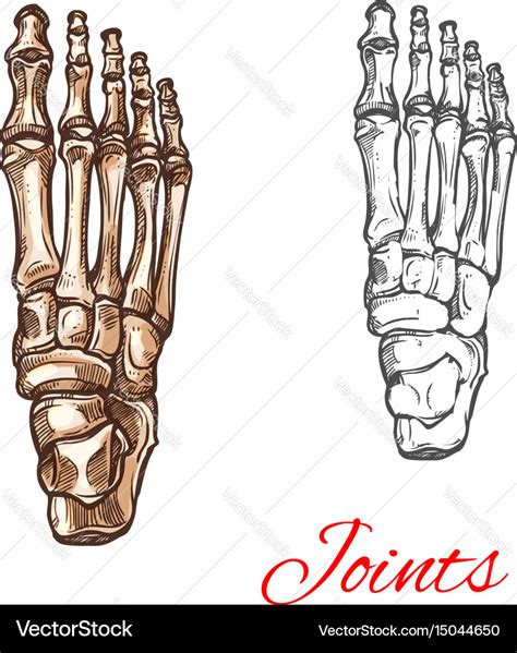 Sketch icon of human foot bones or joints Vector Image