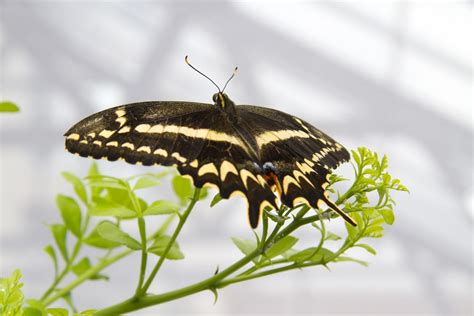 Florida volunteers see record numbers of endangered Schaus’ swallowtail ...