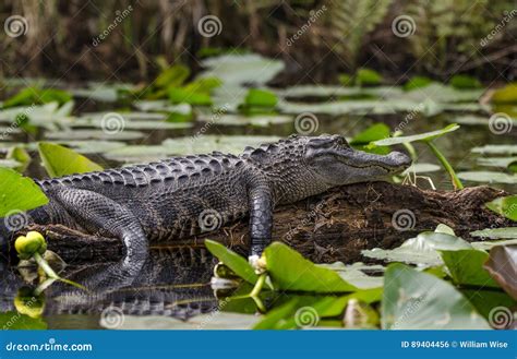 American Alligator Basking on Log, Okefenokee Swamp National Wildlife ...