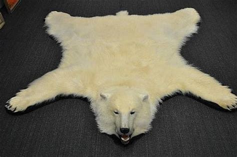 Immaculate 205cm Polar Bear Rug with CITES Certification - Natural ...