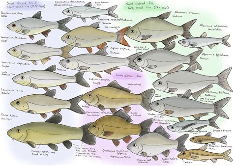 Know your Scandinavian Cyprinids by Eurwentala on DeviantArt